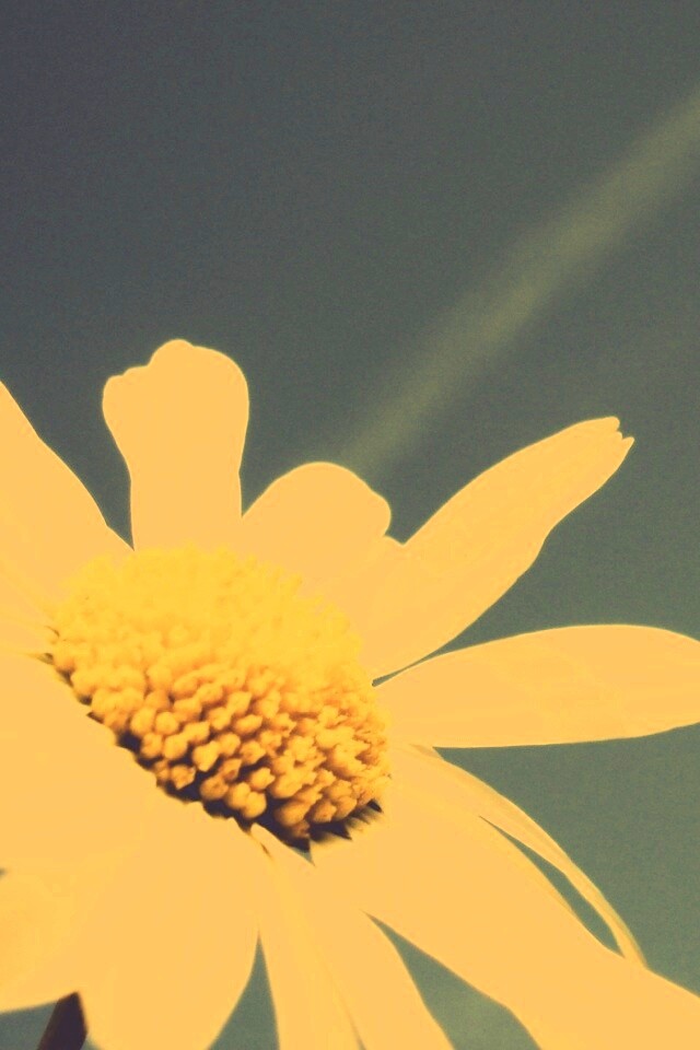 Ромашка на фоне синего неба обои