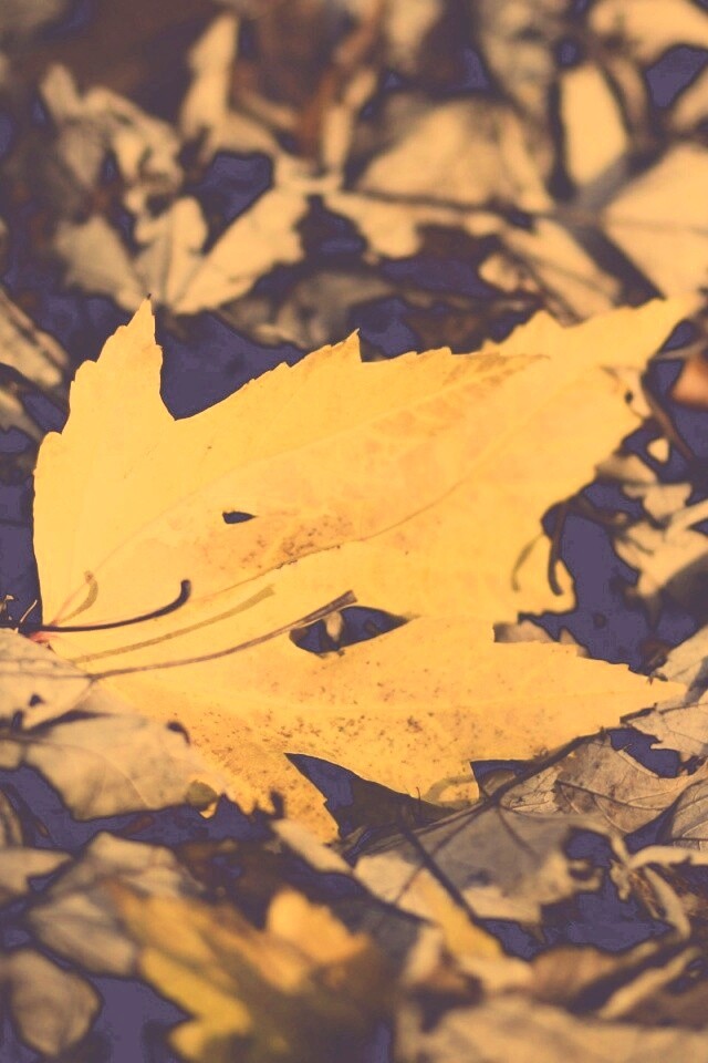 Мёртвая листва обои
