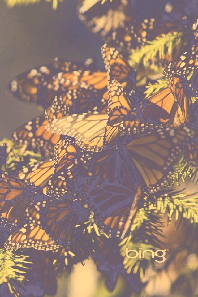 Бабочки облепили ёлку обои