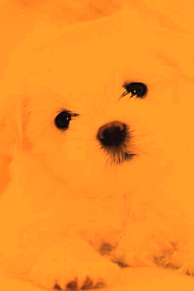 Щенок мальтийской болонки обои