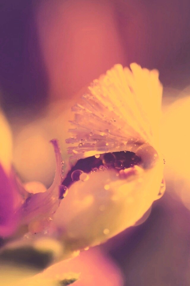 Капли на лиловом цветке обои