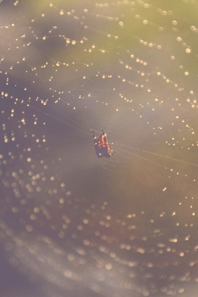 Паук на паутине обои