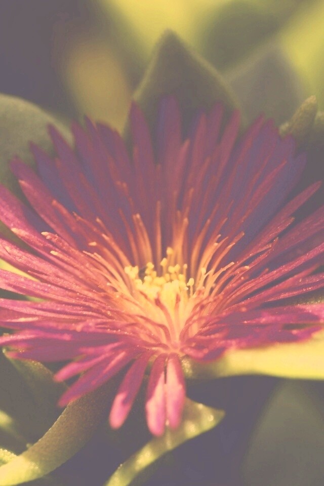 Чудесный цветок обои