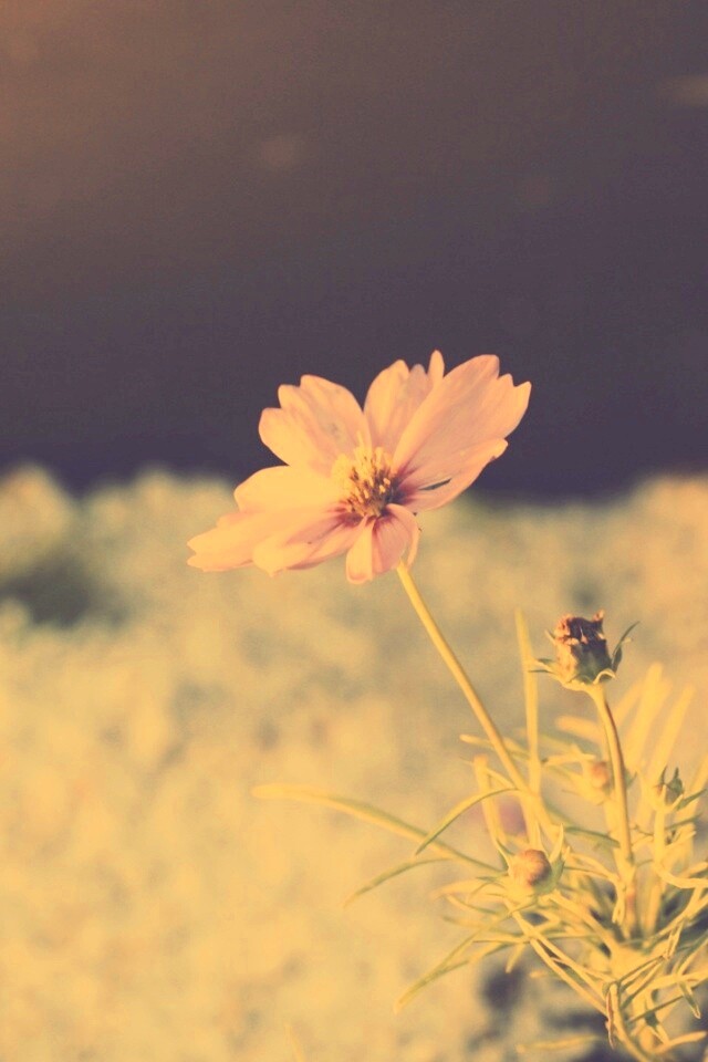 Полевой цветок обои