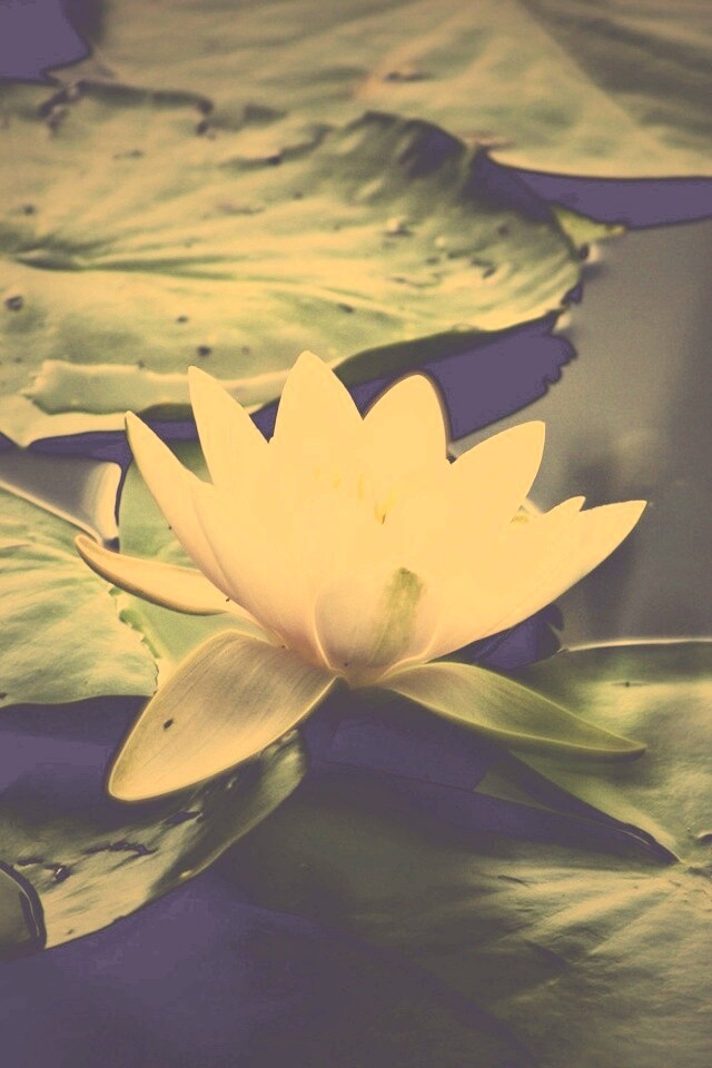 Кувшинка обои