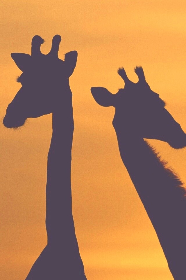 Три силуэта жирафов на фоне неба обои