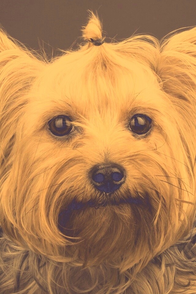 Йоркширский терьер обои