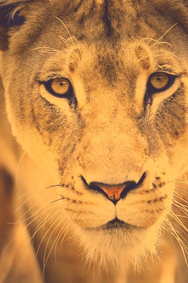 Портрет хищника обои