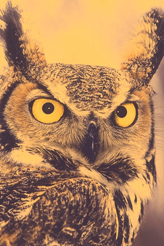 Орлиная сова обои