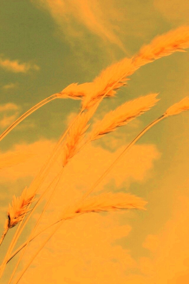 Колосья обои