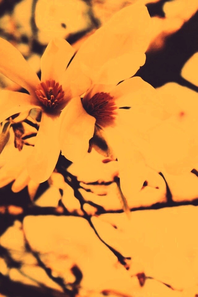 Цветы вишневого дерева обои