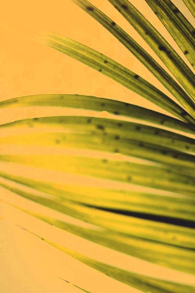 Солнце просвечивает сквозь пальмовый лист обои
