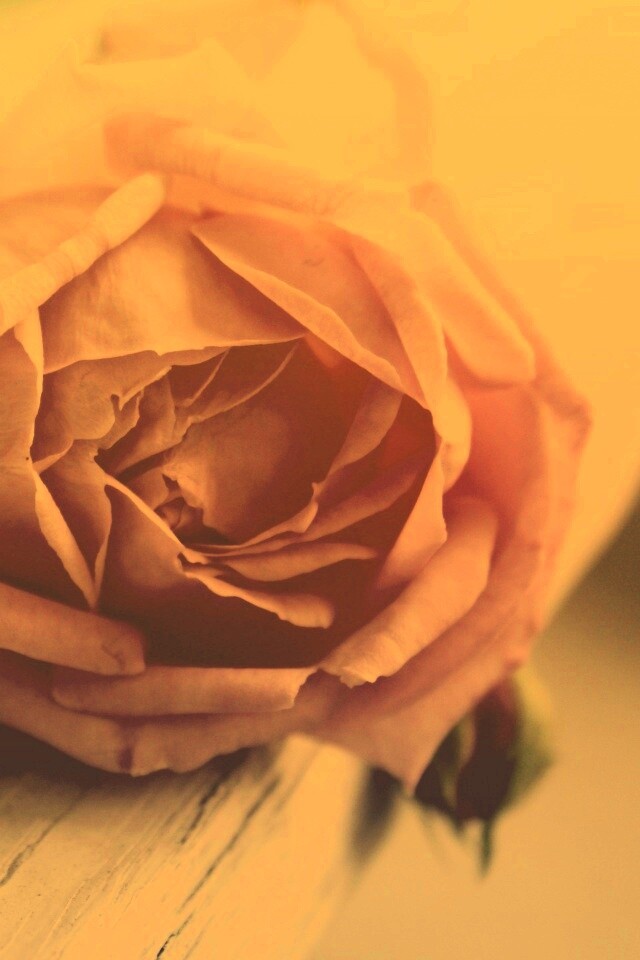 Бутон нежной розы обои