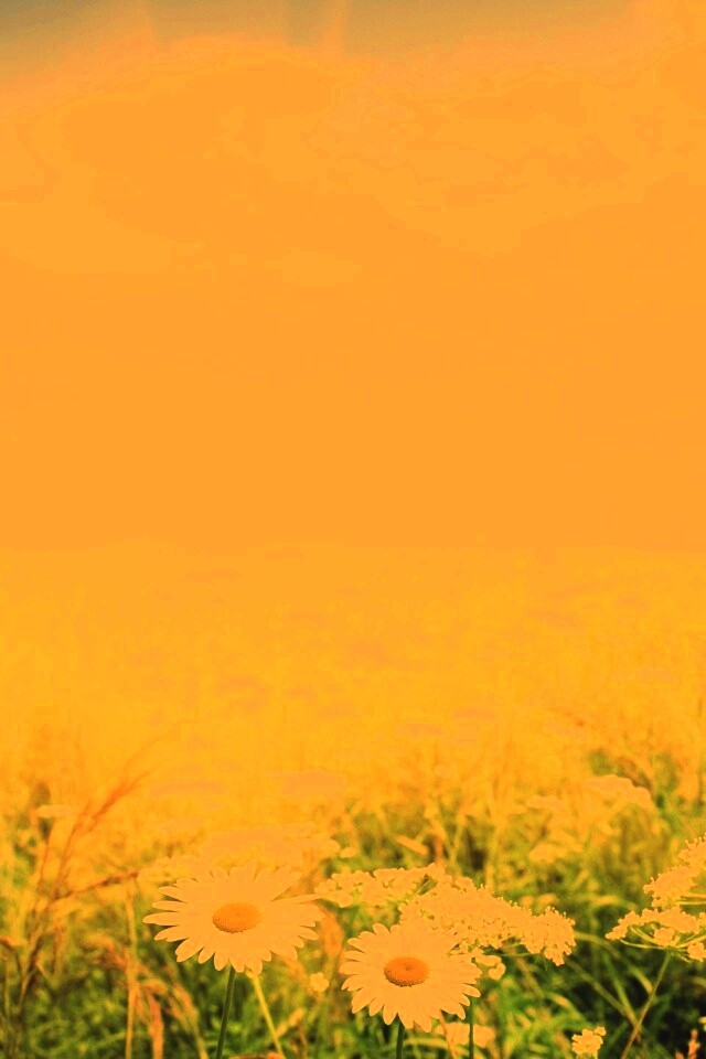 Поле ромашек обои