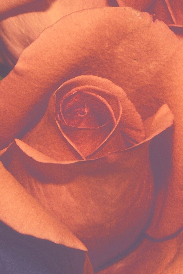 Бутон розы обои