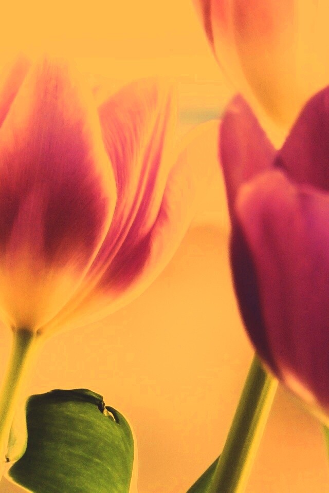 Тюльпаны обои