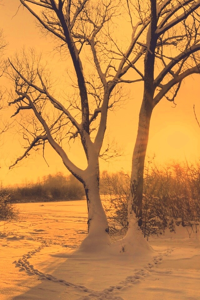 Солнечный свет в зимнем лесу обои