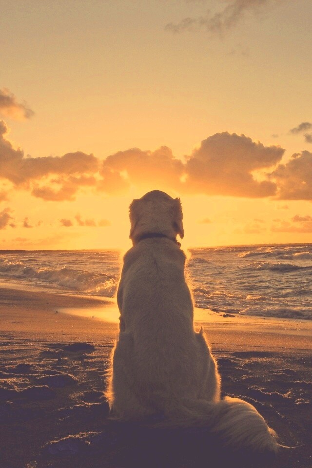 Собака наблюдающая закат на пляже обои
