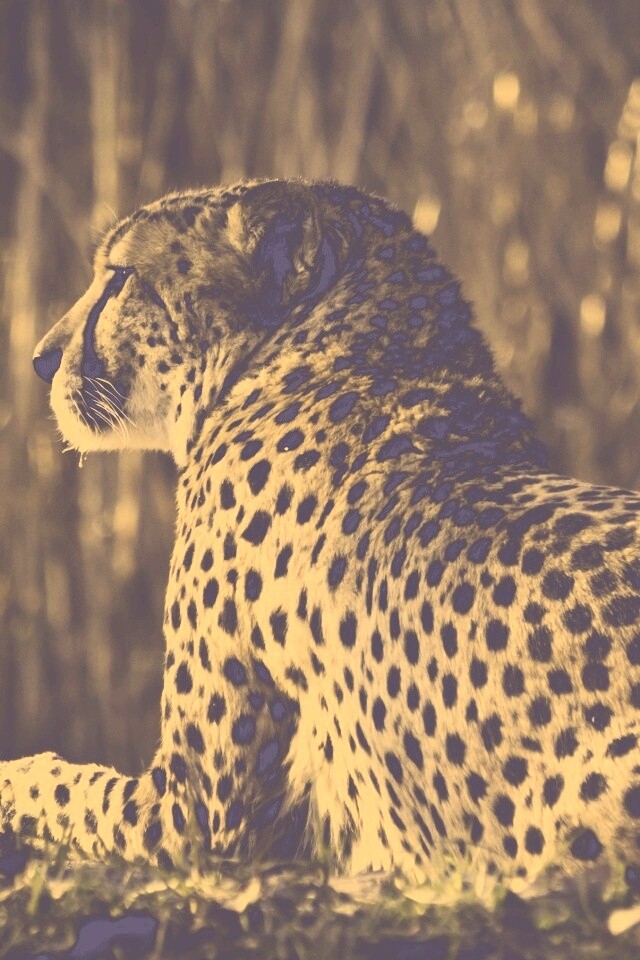 Гепард обои