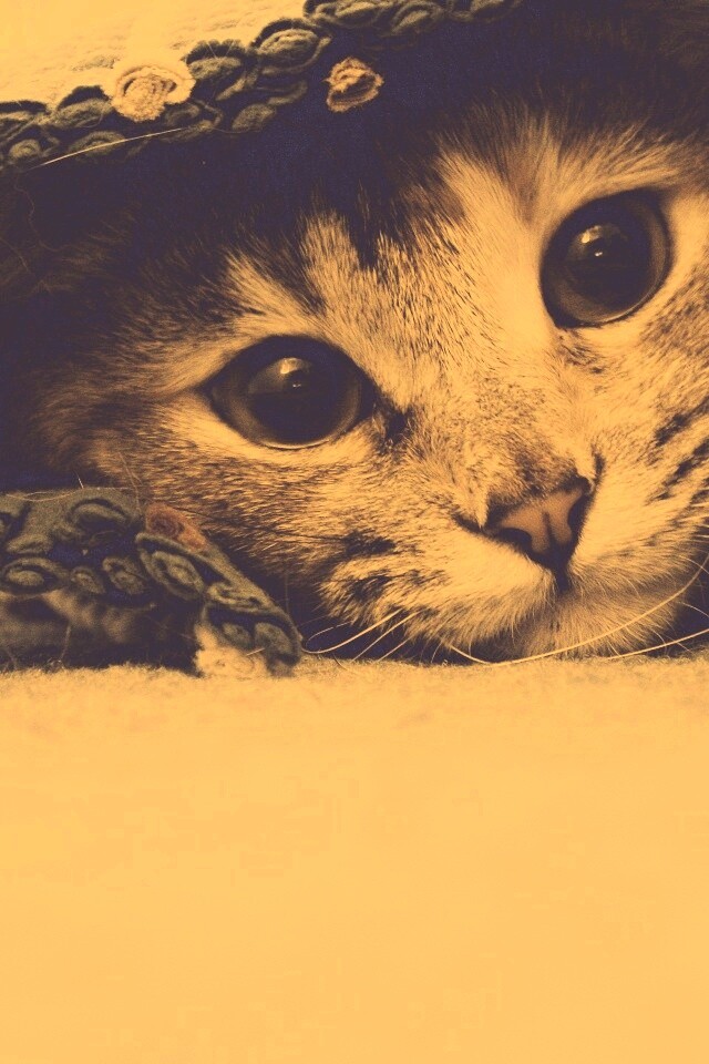 Кот под ковриком обои