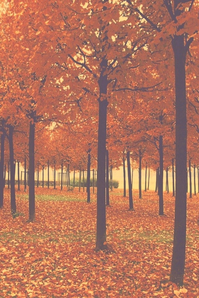 Скачать бесплатно осень обои