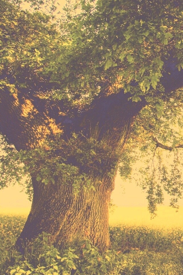 Старый дуб обои