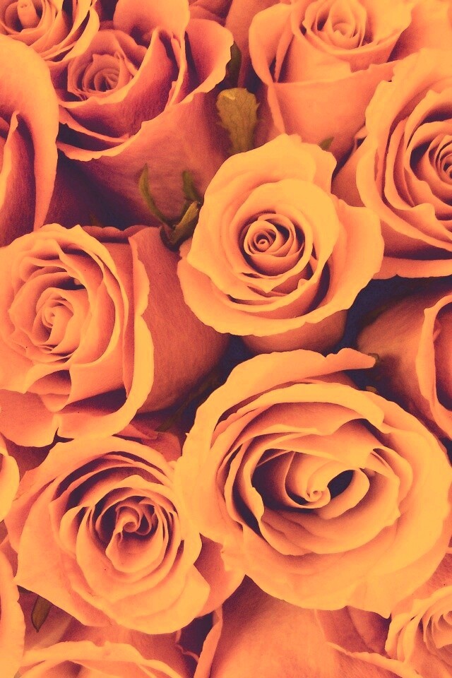 Букет роз обои