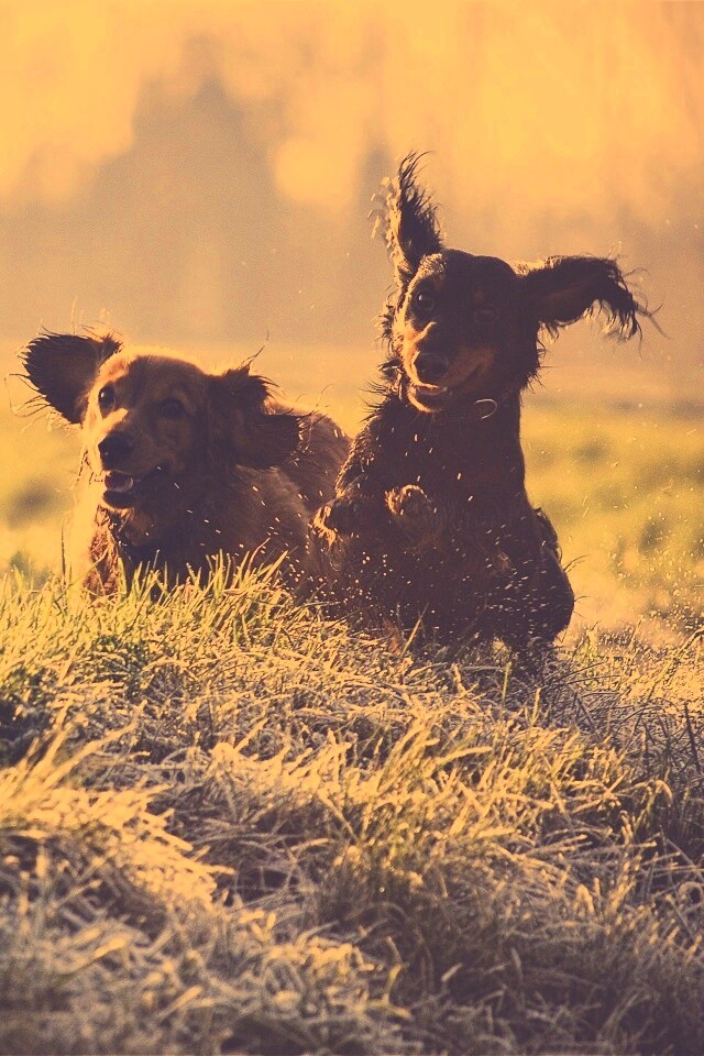 Весёлые таксы обои