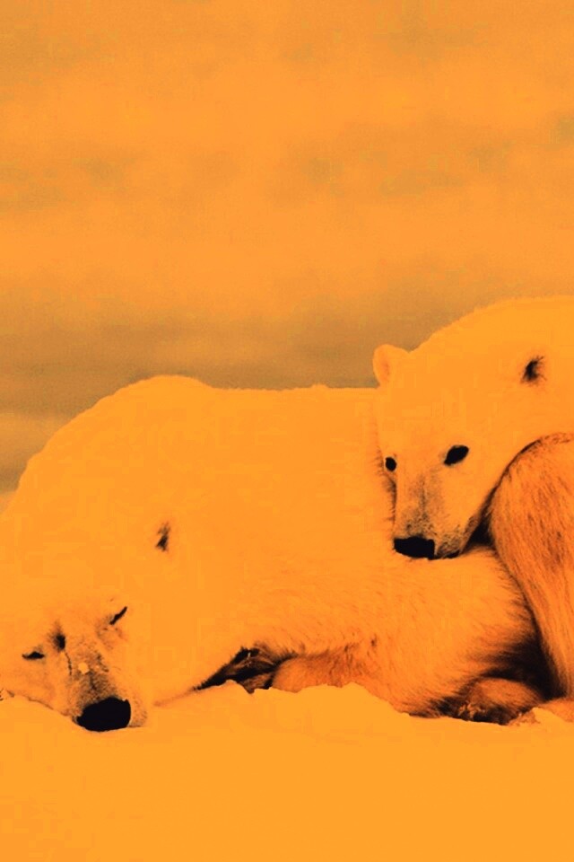 Белые мишки спят обои