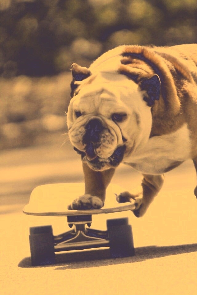 Собака на скейтборде обои