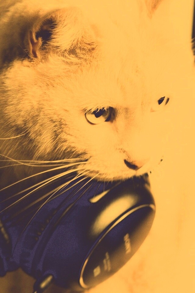 Кот-меломан обои