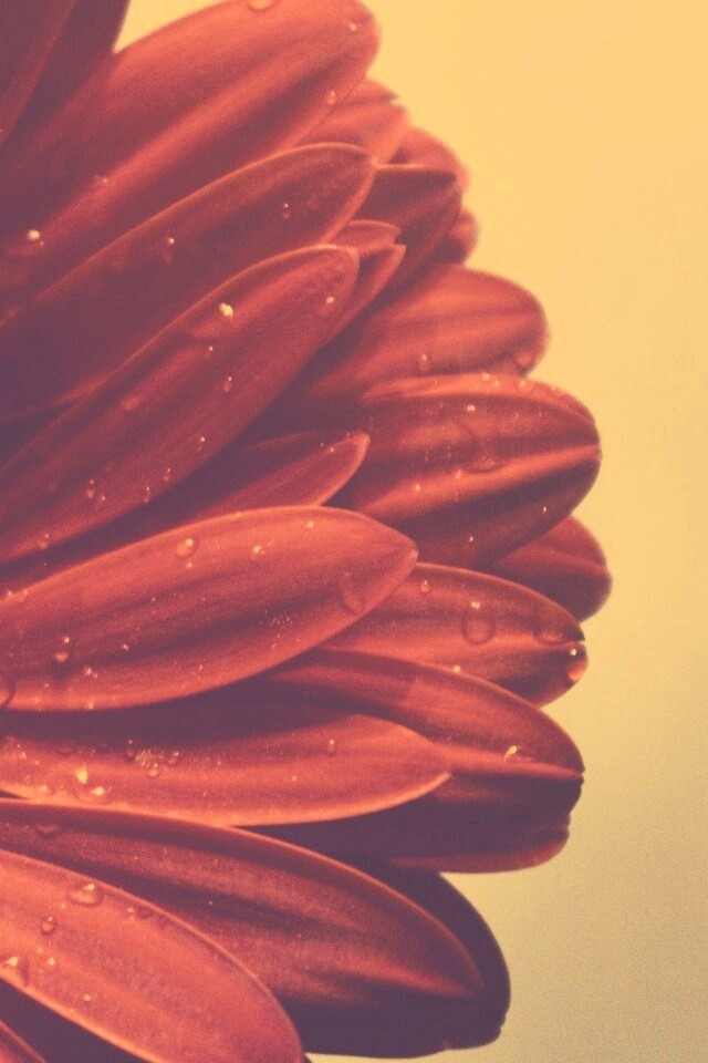 Красная гербера обои