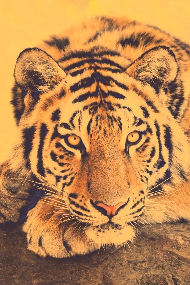 Большая полосатая кошка обои