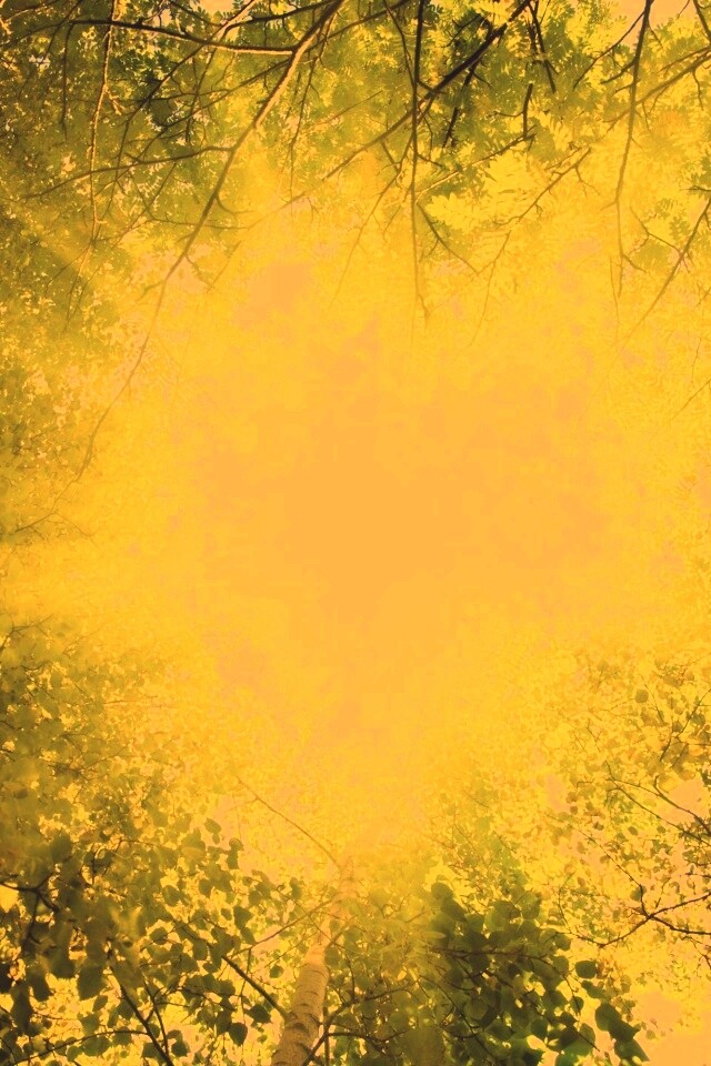 Яркий зеленоватый свет пробивающийся сквозь листву обои