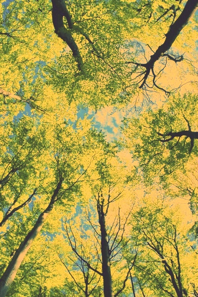 Кроны деревьев обои
