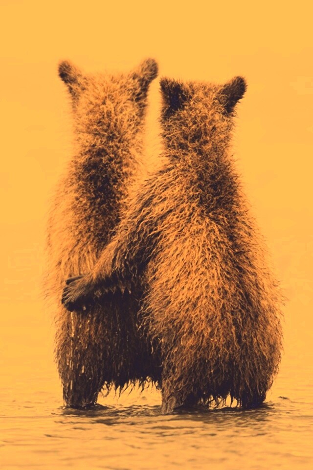 Медвежата обои