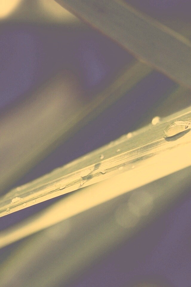 Капли росы на листе обои