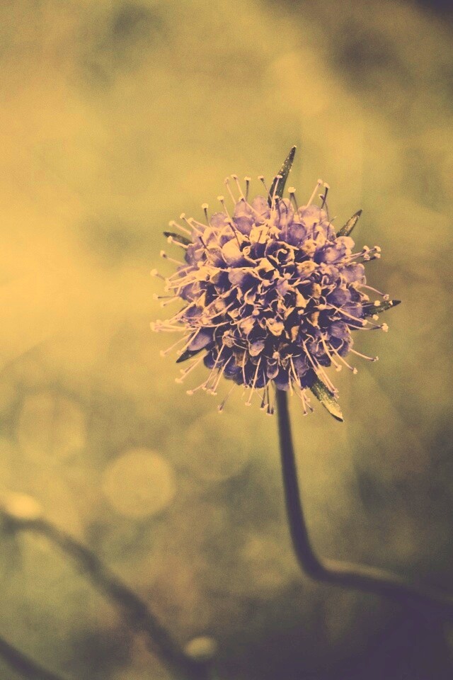 Цветок в макро обои