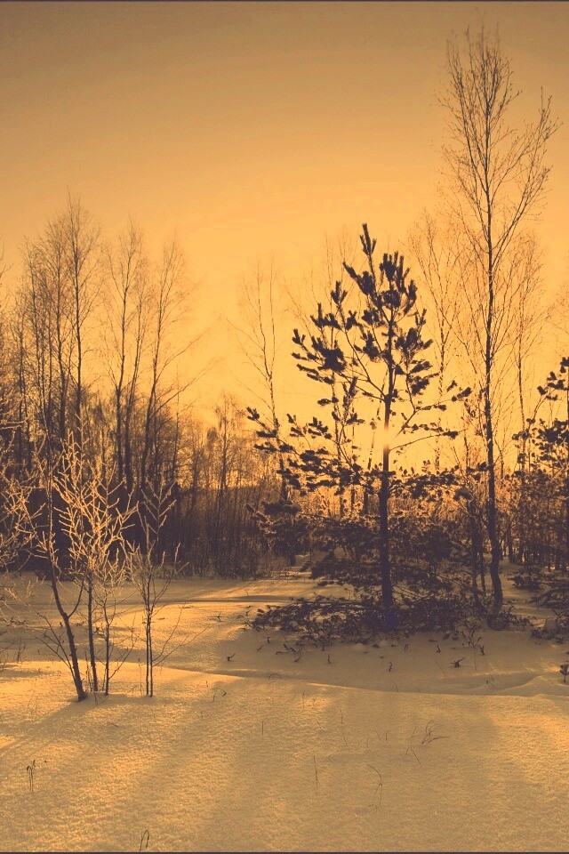 Зимний лес обои