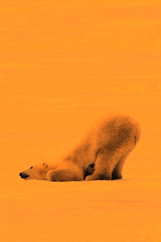 Полярный мишка в смешной позе обои