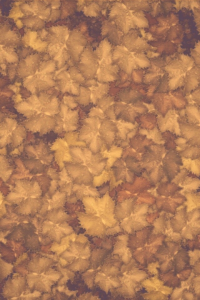 Осенние листья обои