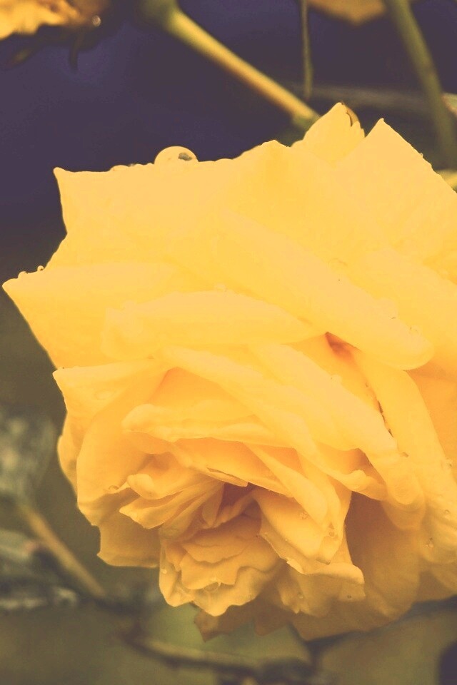 Желтая роза обои