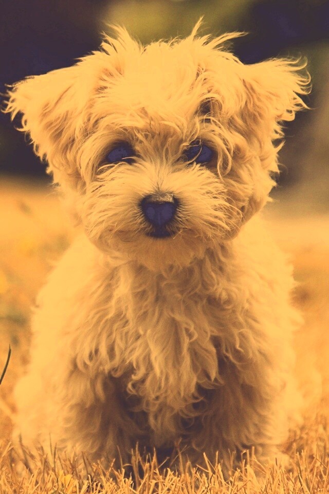 Щенок болонки обои