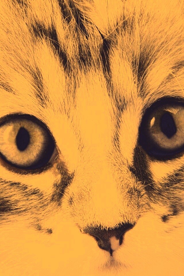 Пушистый котенок обои