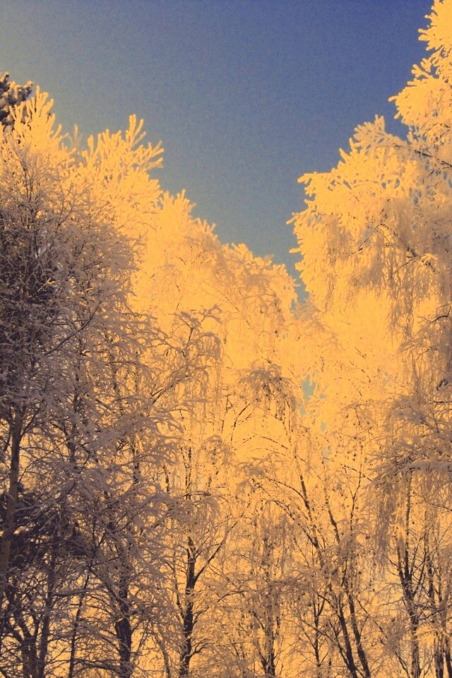 Замерзший лес обои