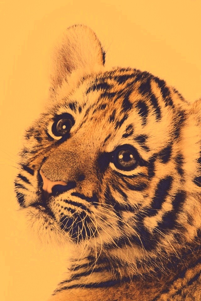 Тигрёнок с грустным взглядом обои