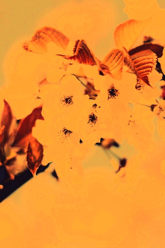 Белые цветы вишни обои