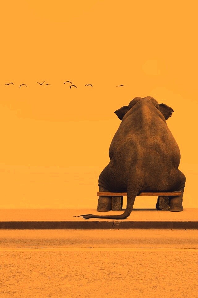 Слон на табуретке обои