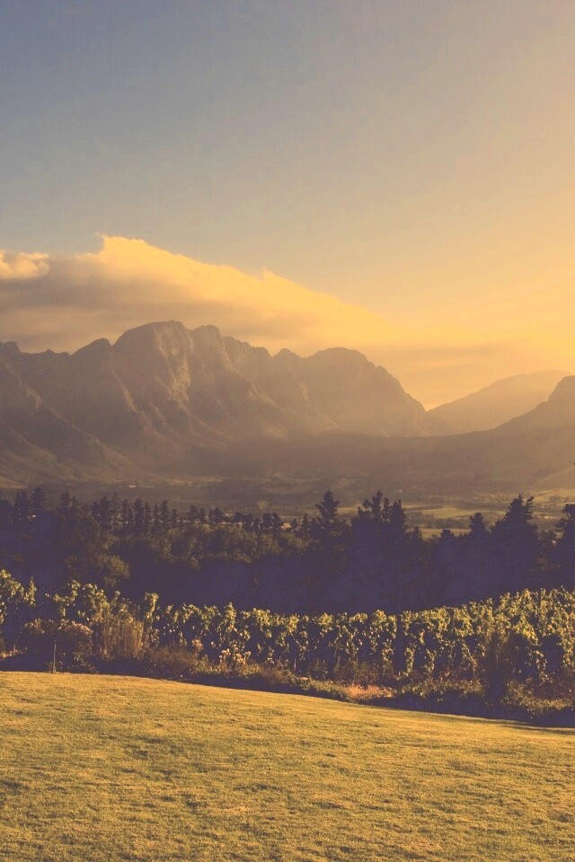 Виноградники в Африке обои