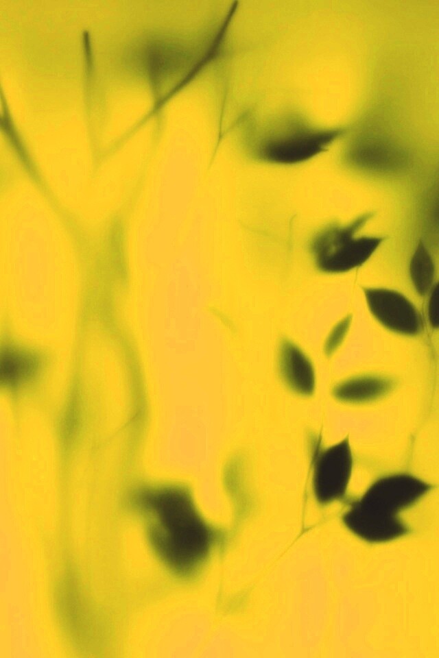 Зелень за стеклом обои